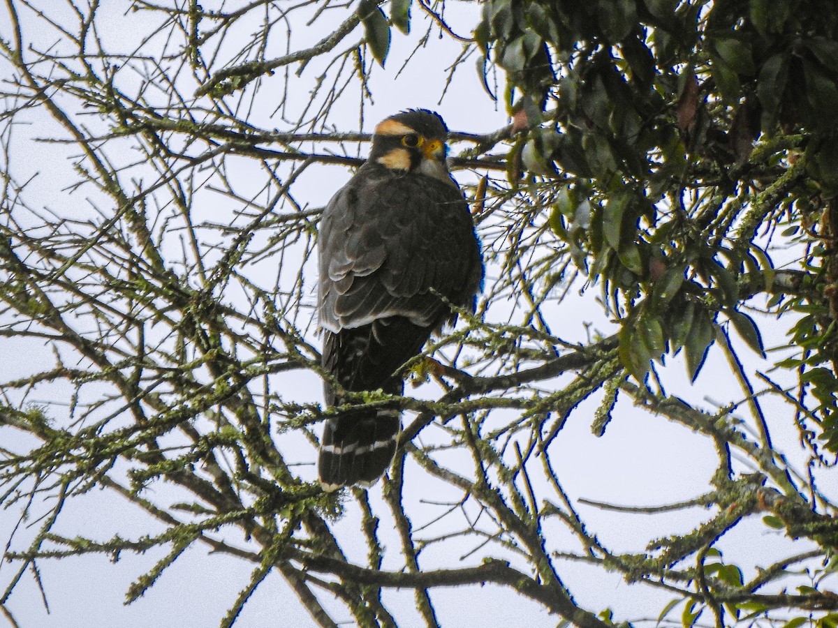 Aplomado Falcon - Alido junior