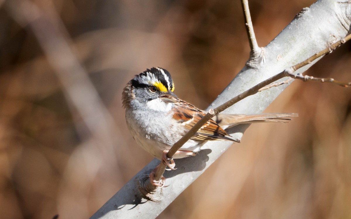 White-throated Sparrow - Mauricio Sada