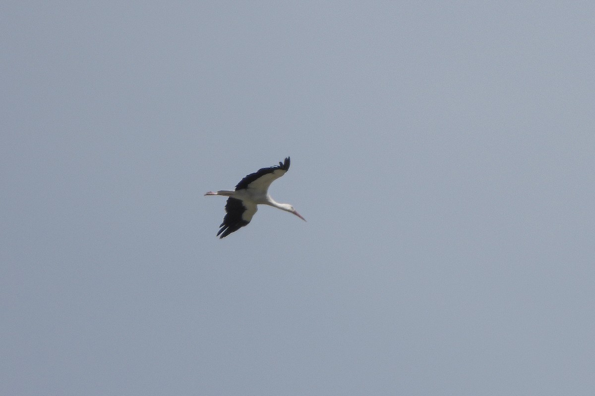 White Stork - ML619233097