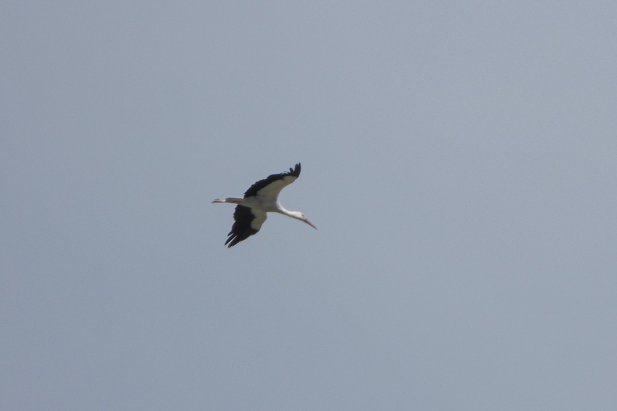 White Stork - Aitor Zabala