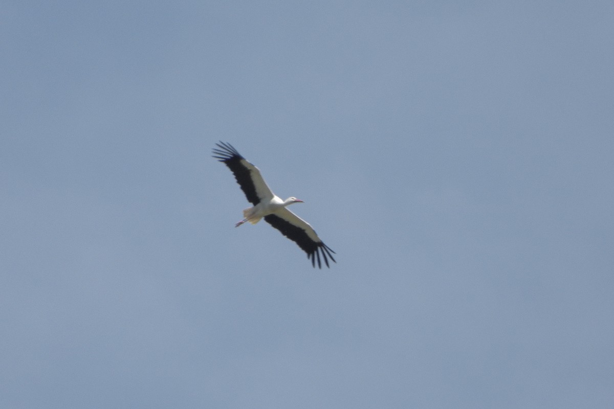 White Stork - ML619233099