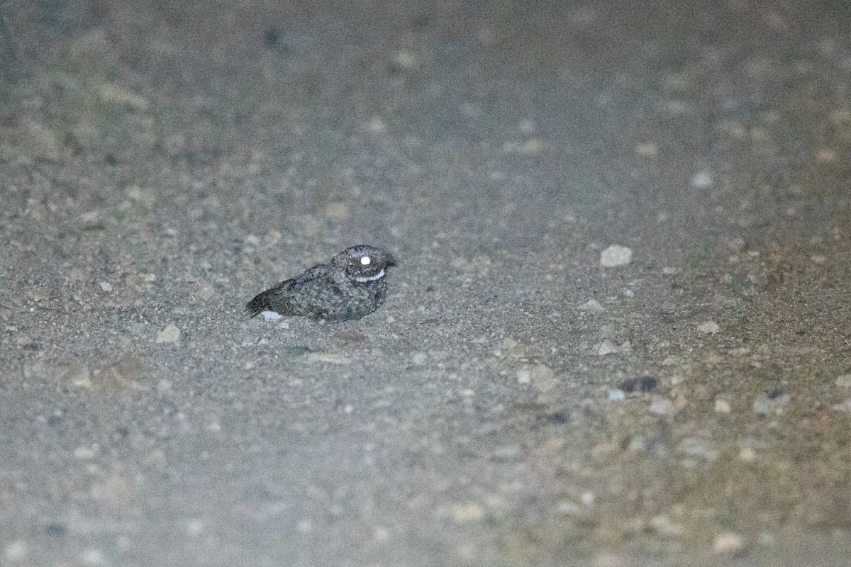 Common Poorwill - Michael Sadat