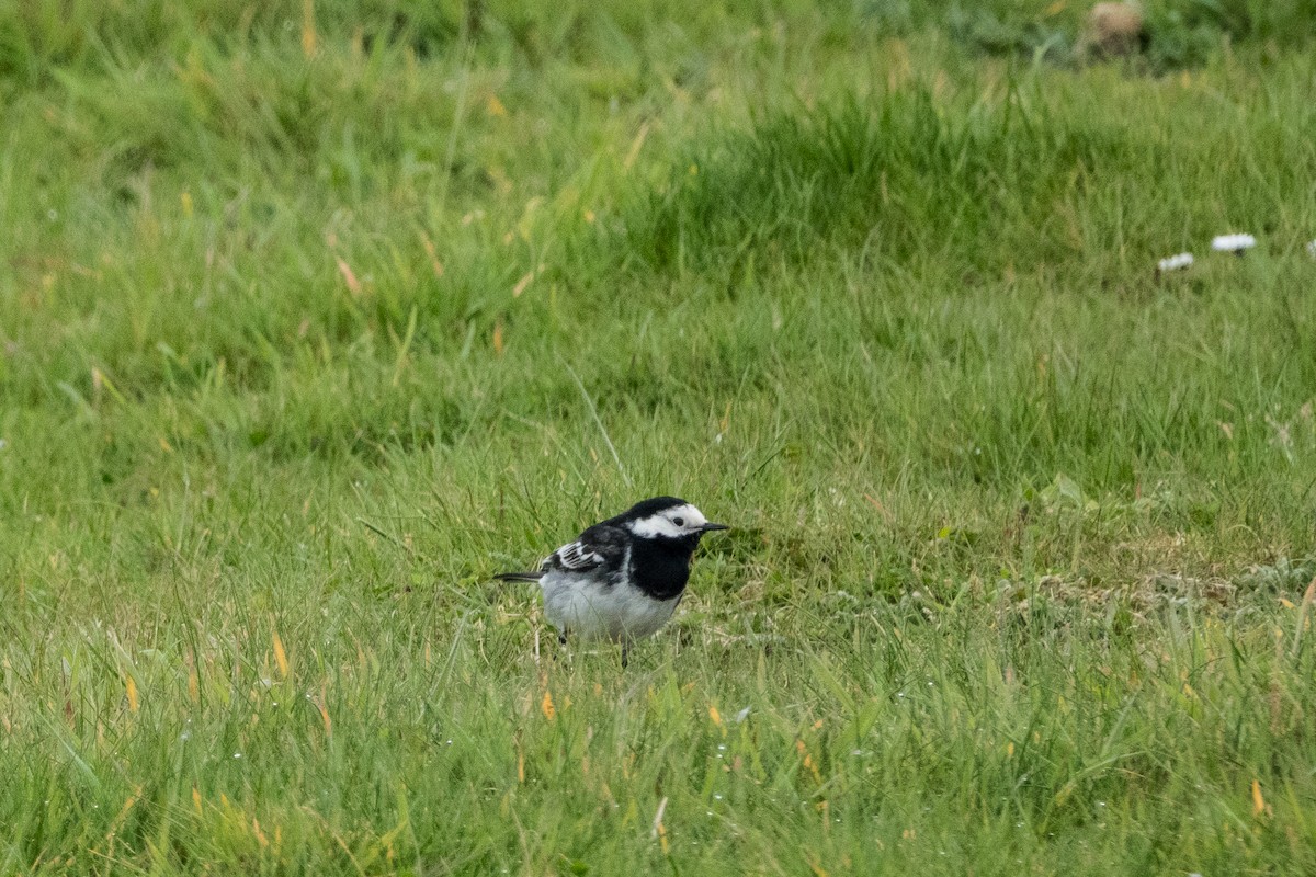 White Wagtail - Mary Lou Dickson