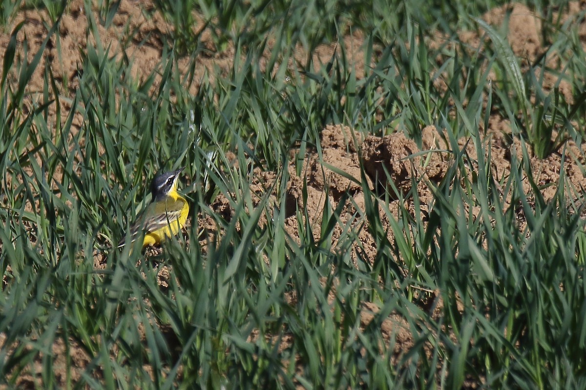 Western Yellow Wagtail - ML619233121