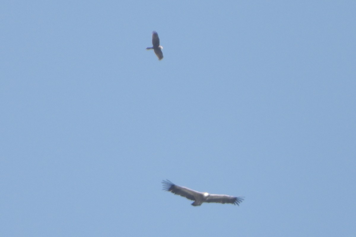 Western Marsh Harrier - ML619233126