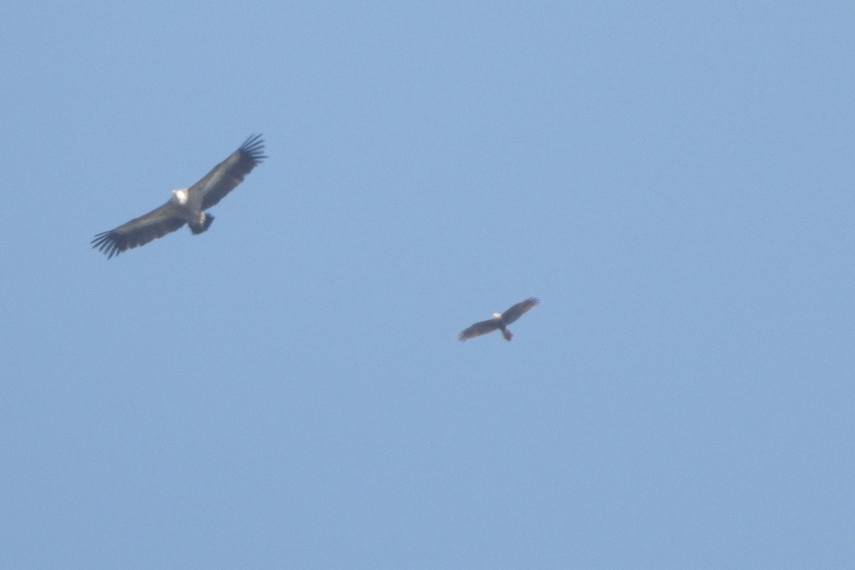 Western Marsh Harrier - ML619233127