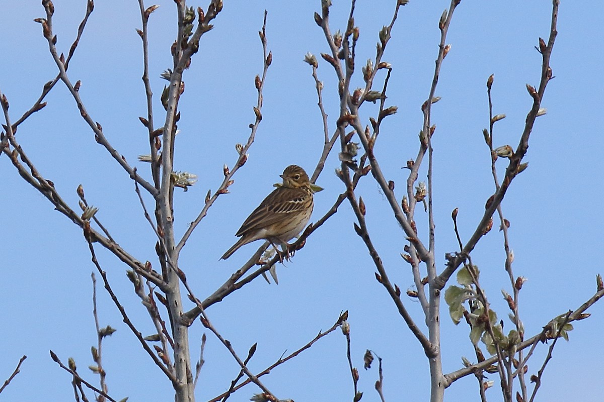 Tree Pipit - ML619233146