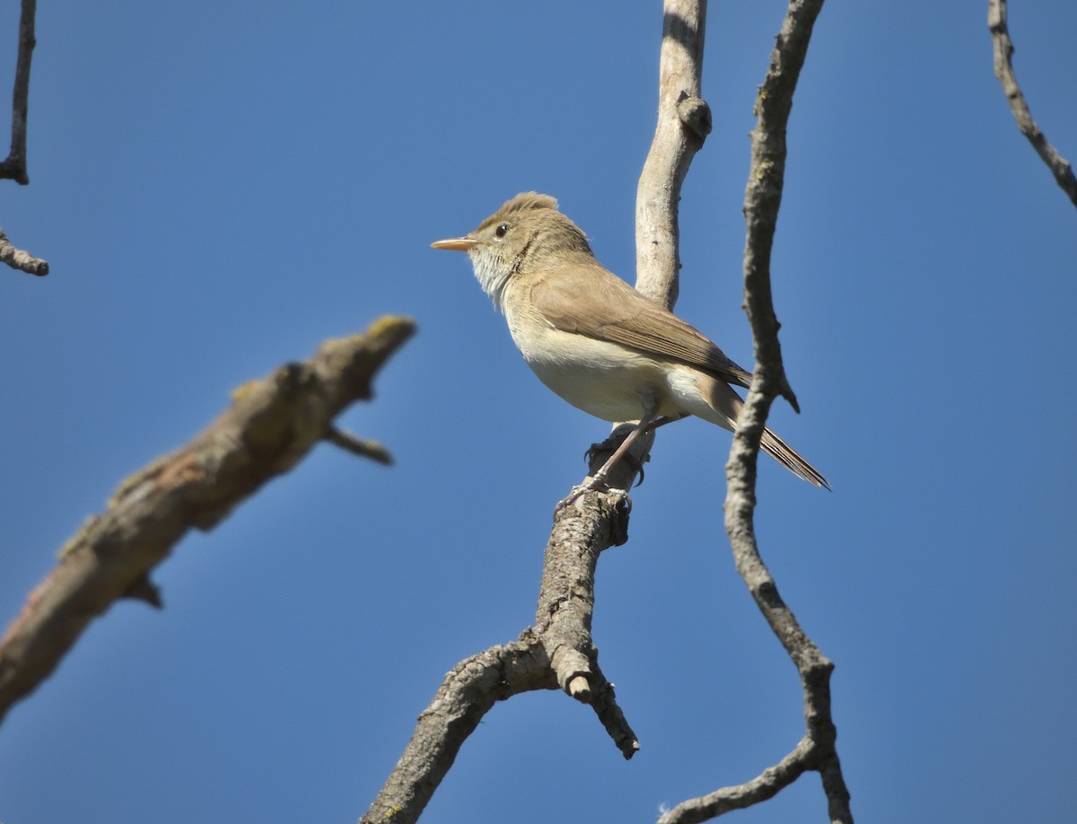 Western Olivaceous Warbler - Antonio Tamayo