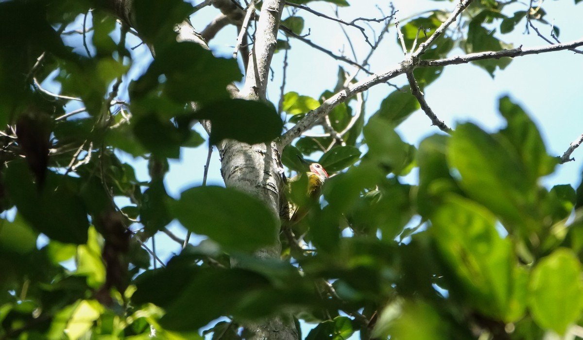 Golden-olive Woodpecker - Laura Voight