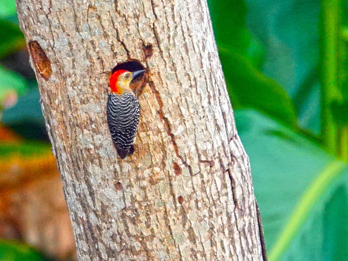 Red-crowned Woodpecker - Oswaldo Pinzon Rueda