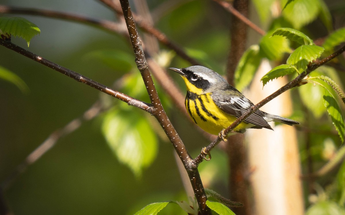 Magnolia Warbler - Mauricio Sada