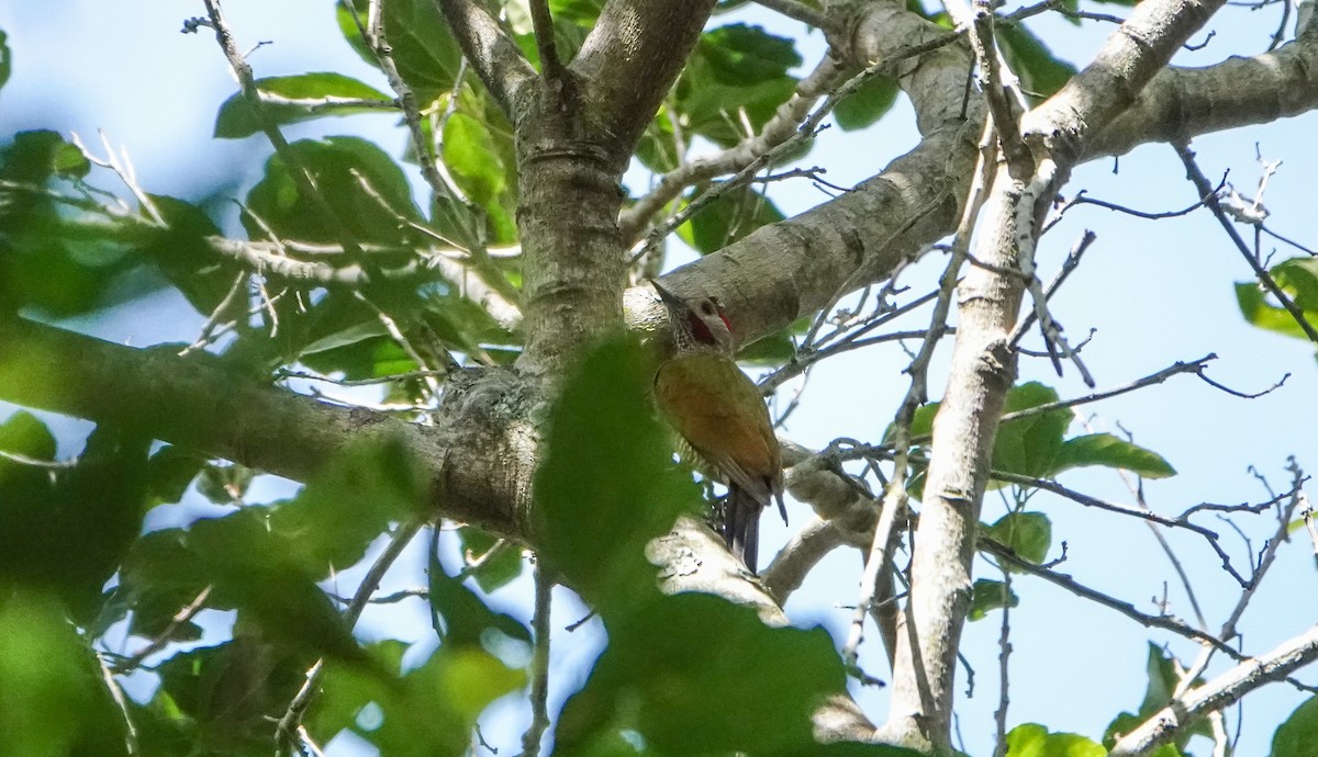 Golden-olive Woodpecker - Laura Voight