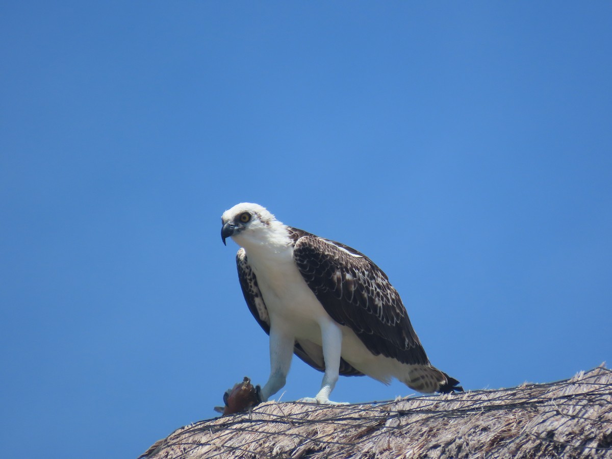 Águila Pescadora (ridgwayi) - ML619233194