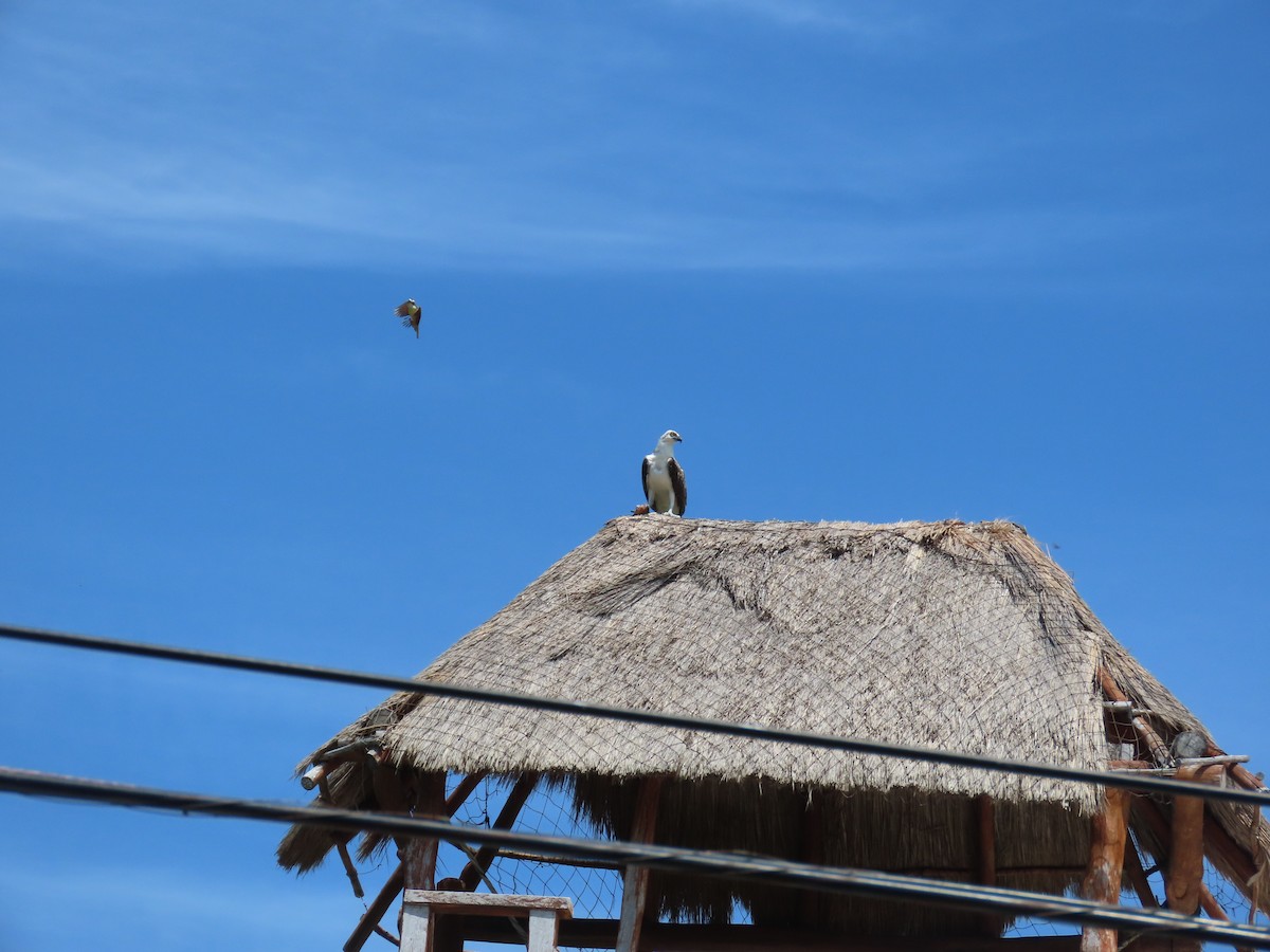 Águila Pescadora (ridgwayi) - ML619233196