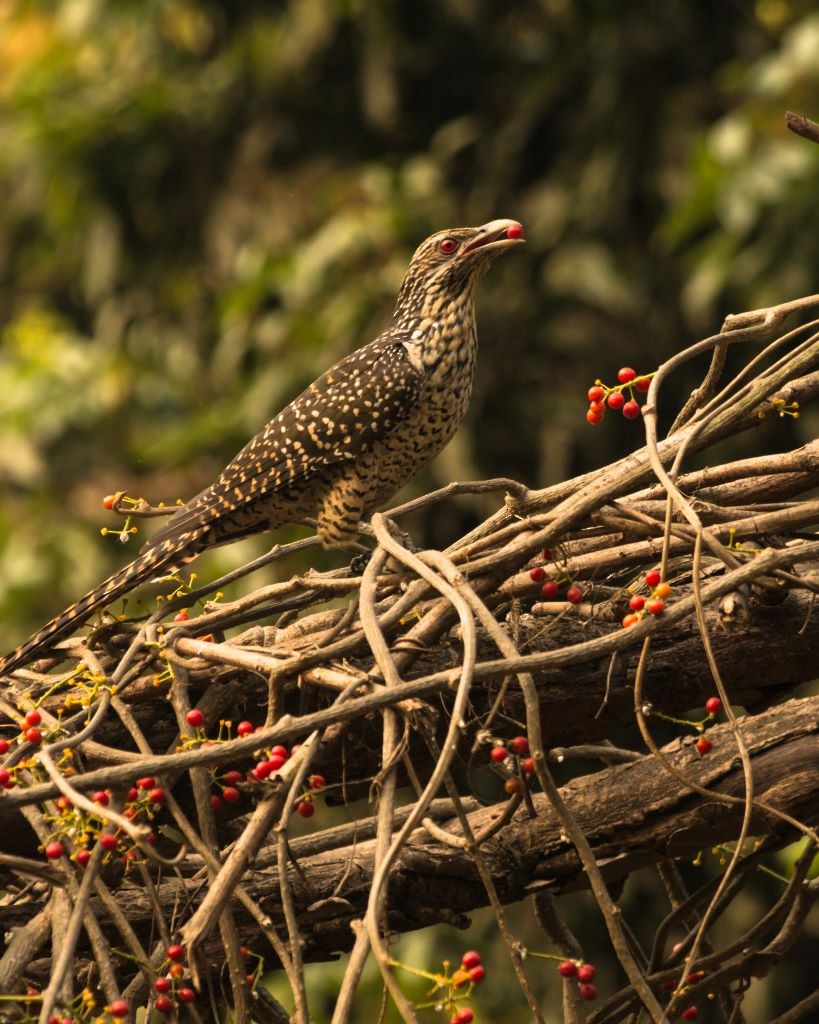 Asian Koel - ML619233220