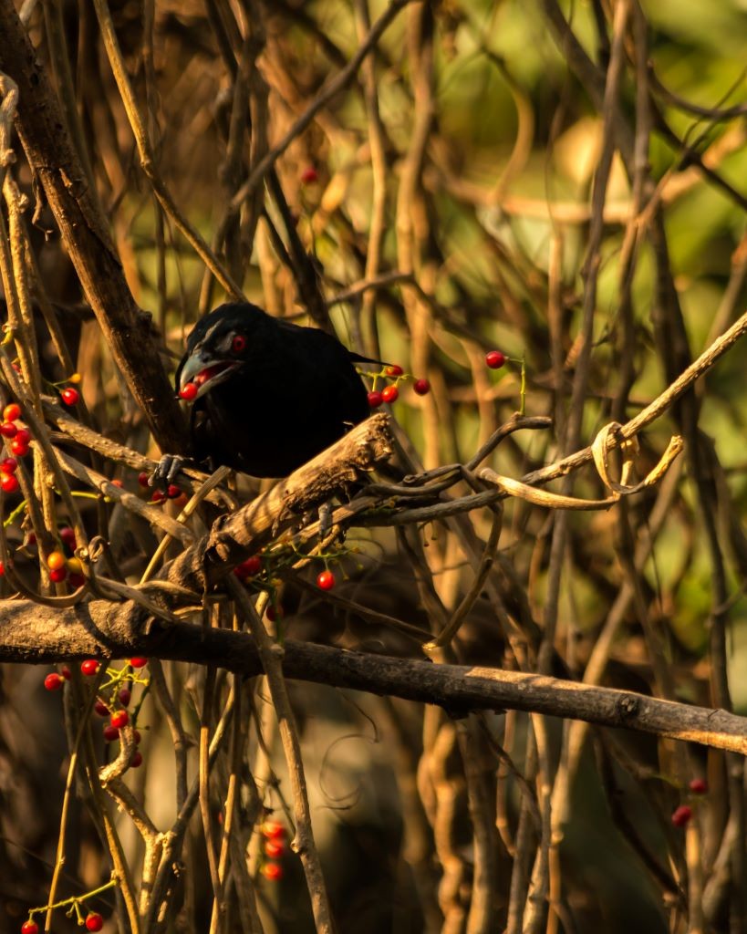 Asian Koel - ML619233221