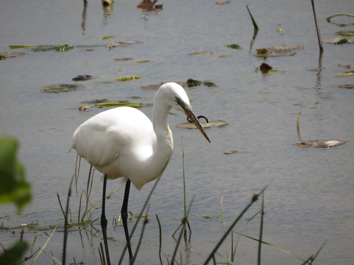 Great Egret - Melanie Mitchell