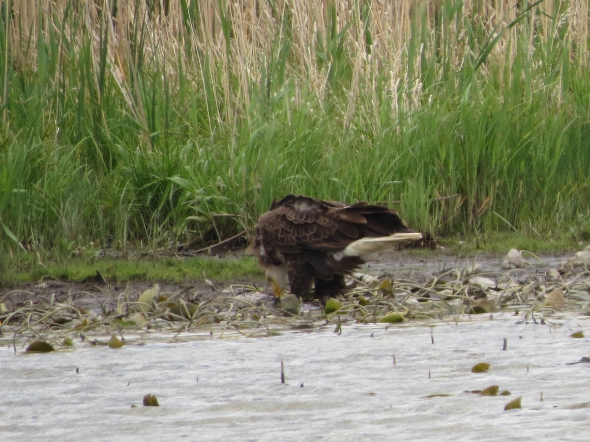 Bald Eagle - Melanie Mitchell