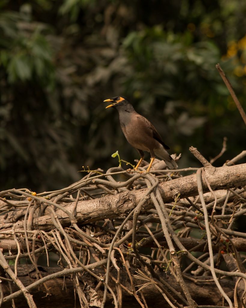 Common Myna - Abhinav Deb