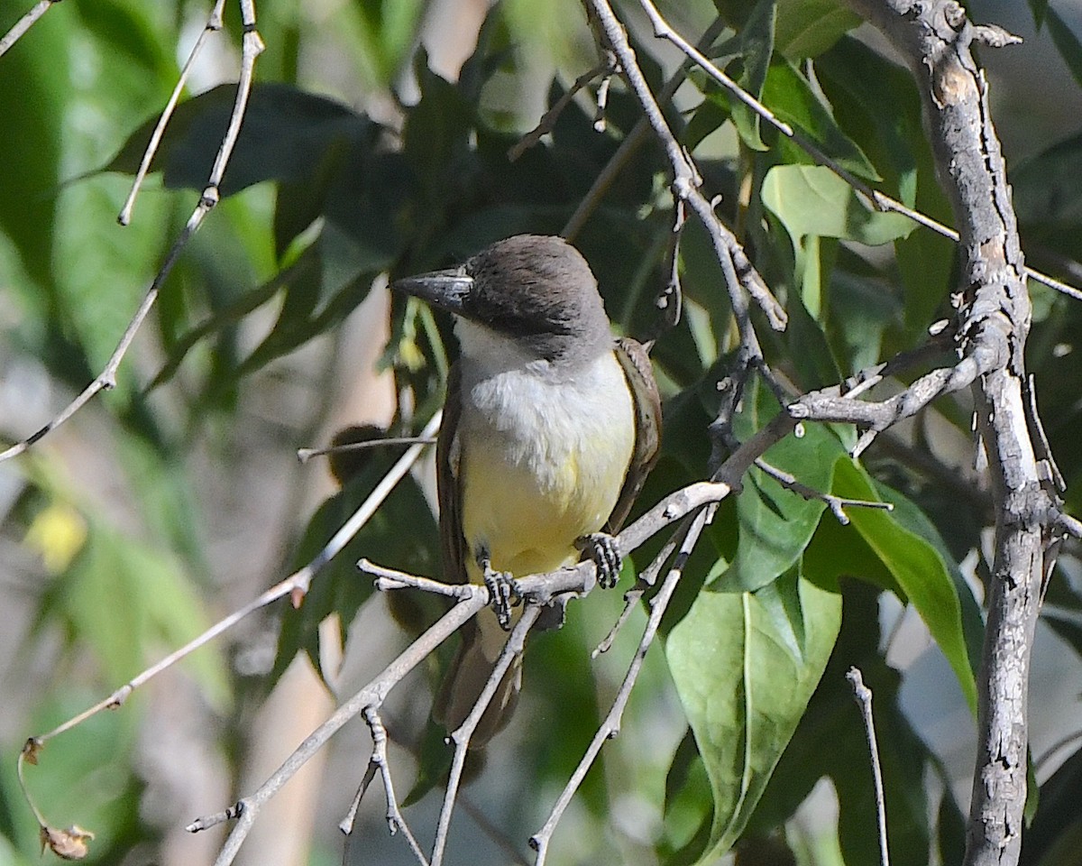 Thick-billed Kingbird - Ted Wolff