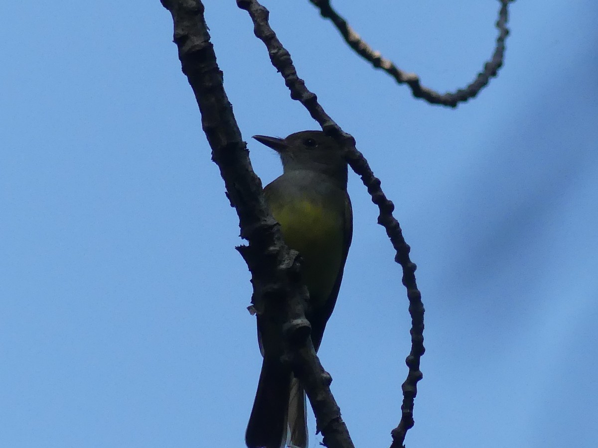 Great Crested Flycatcher - ML619233269