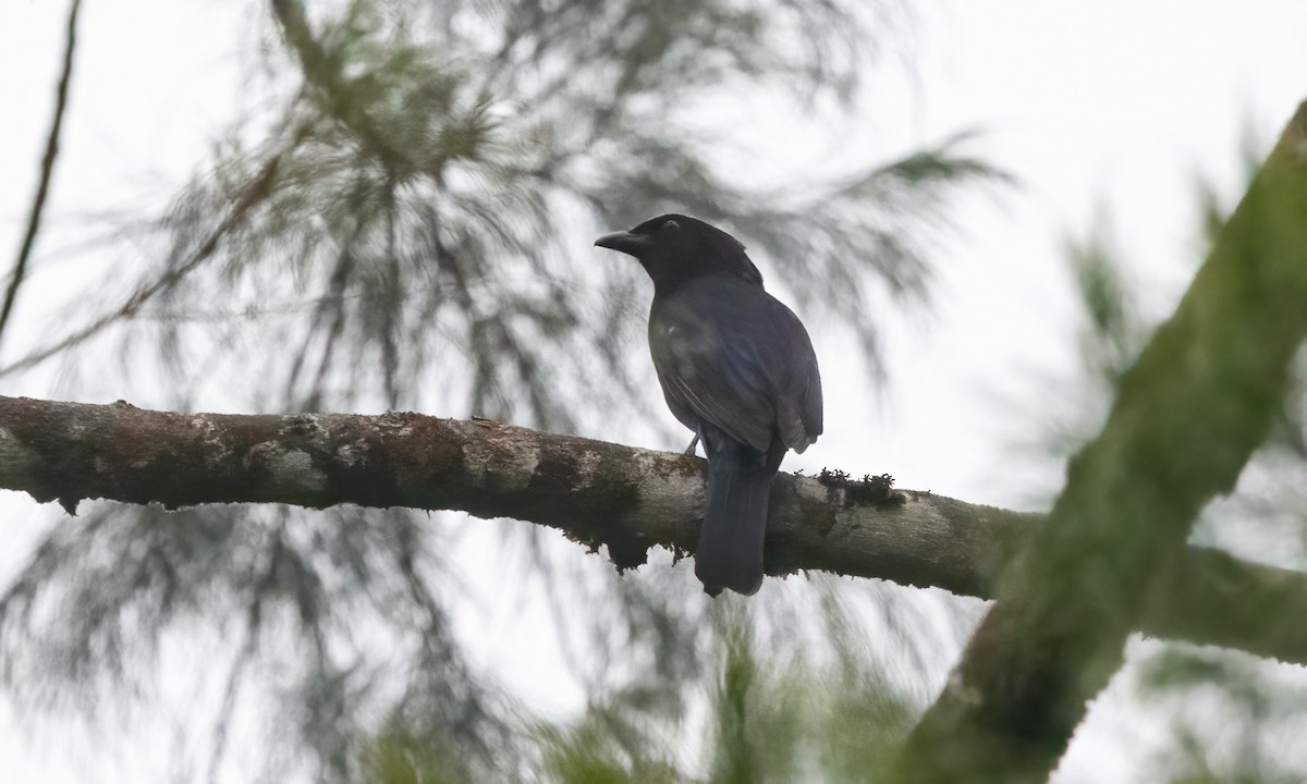 Philippine Fairy-bluebird - Paul Fenwick