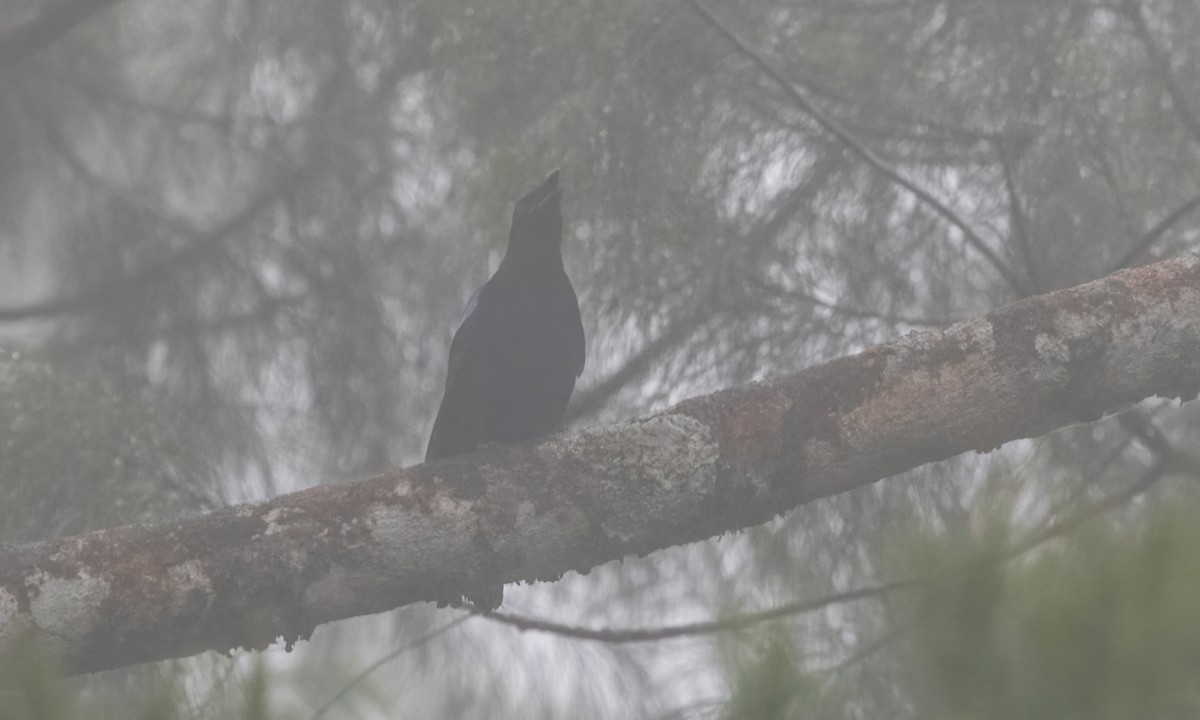 Philippine Fairy-bluebird - ML619233272