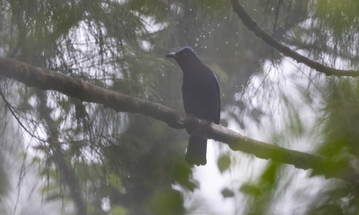 Philippine Fairy-bluebird - Paul Fenwick