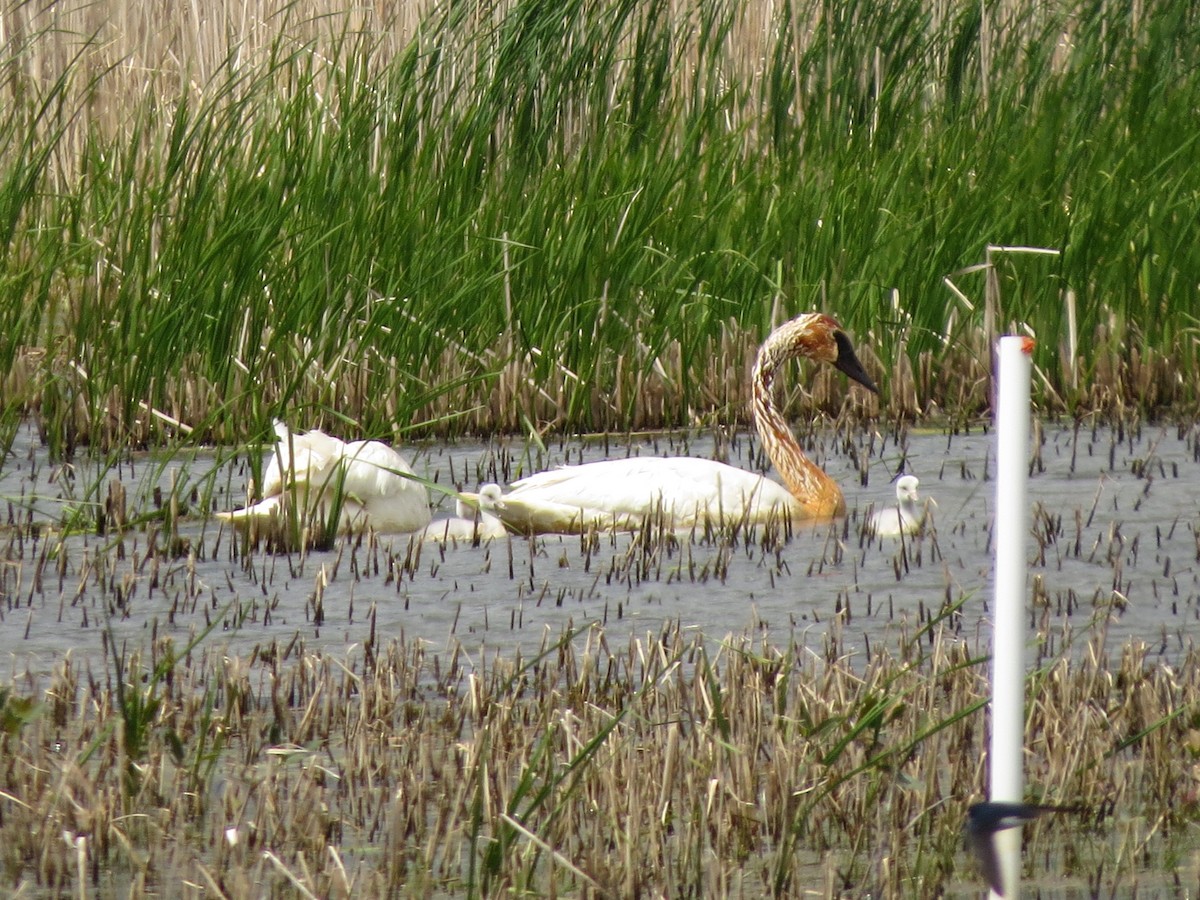 Trumpeter Swan - Melanie Mitchell