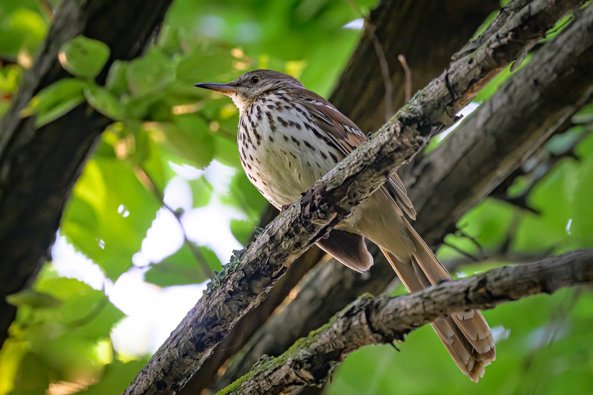 Brown Thrasher - Janet Hix