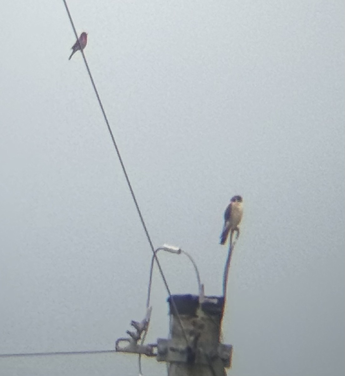 American Kestrel - ML619233284