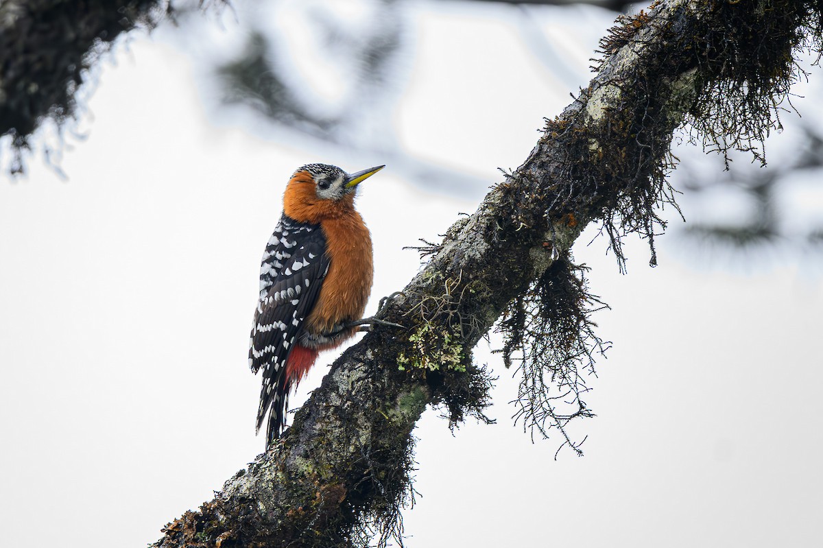 Fulvous-breasted Woodpecker - Sudhir Paul