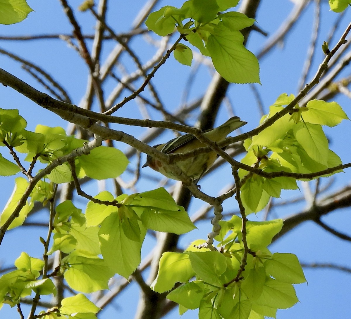Bay-breasted Warbler - William McClellan