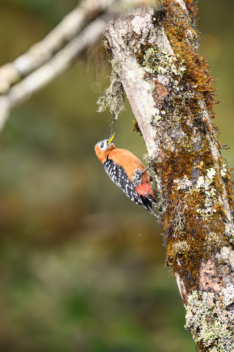 Fulvous-breasted Woodpecker - Sudhir Paul