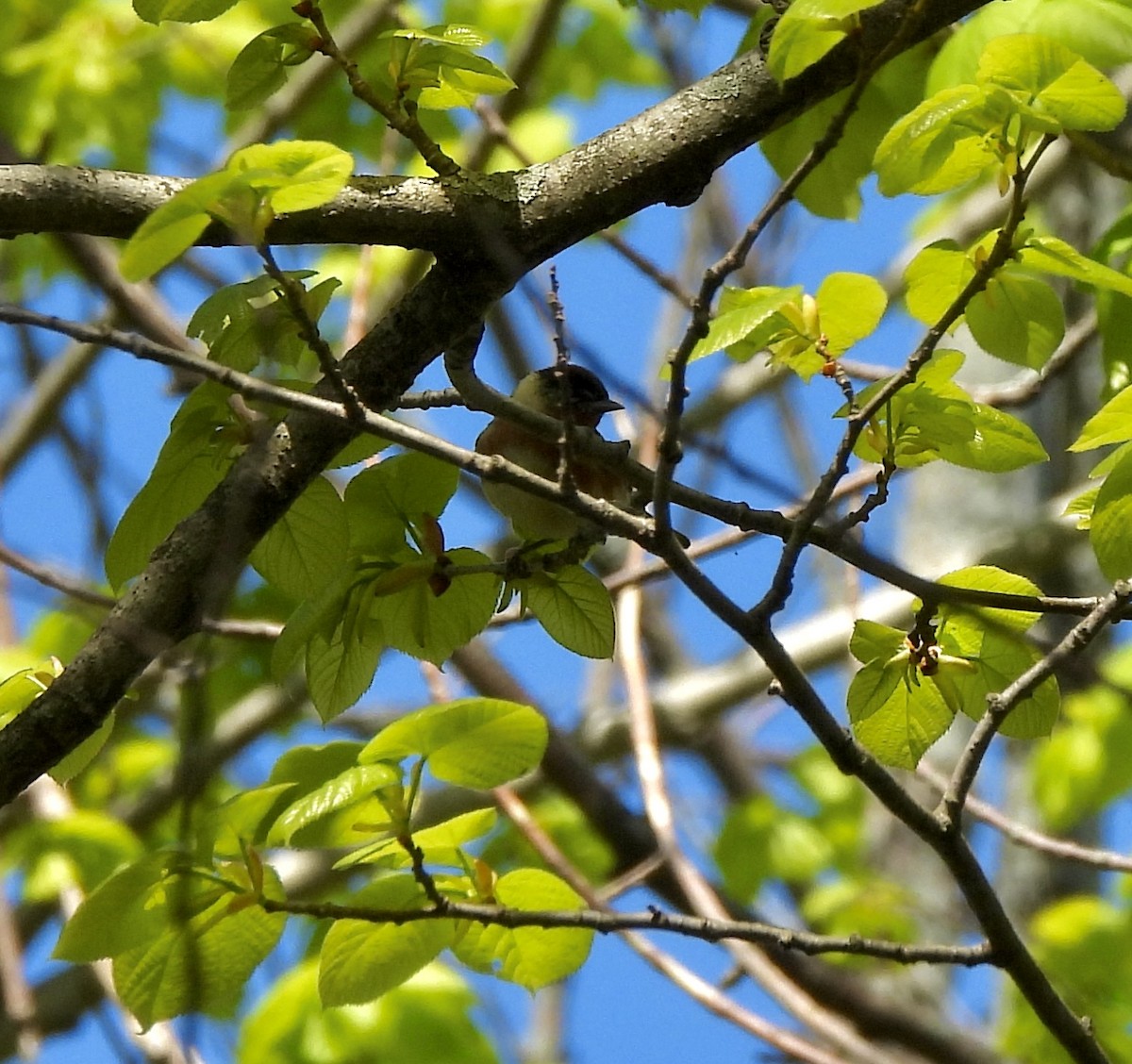 Bay-breasted Warbler - William McClellan