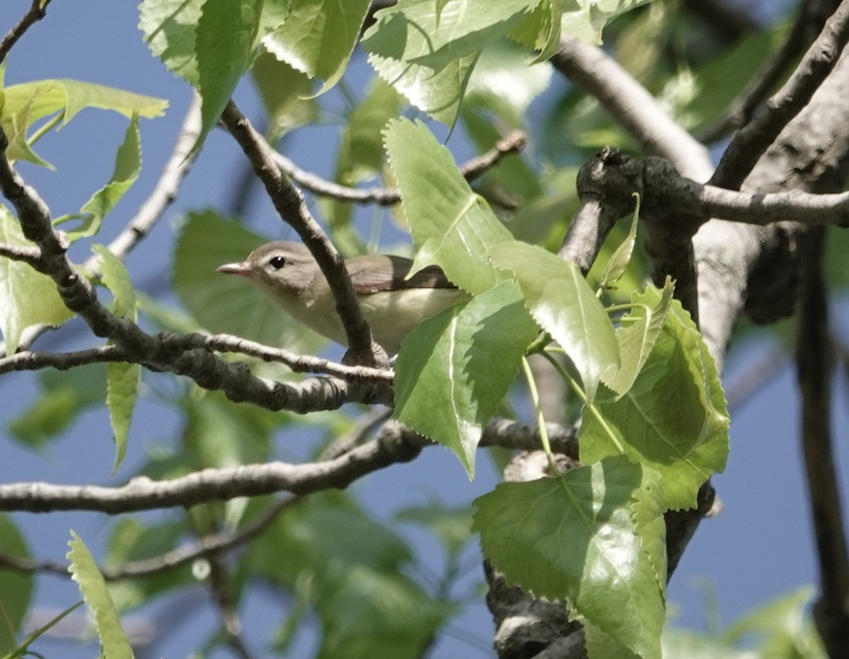 Sängervireo - ML619233299