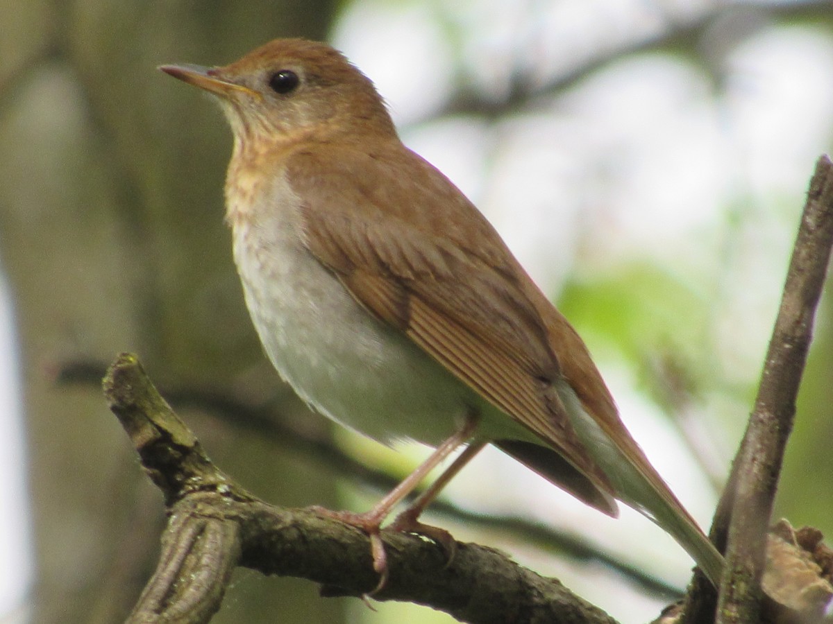 Veery - John Coyle