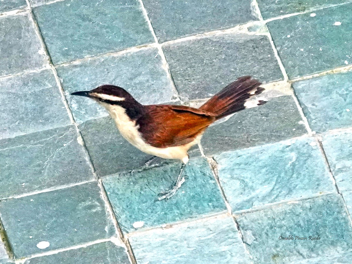 Bicolored Wren - Oswaldo Pinzon Rueda