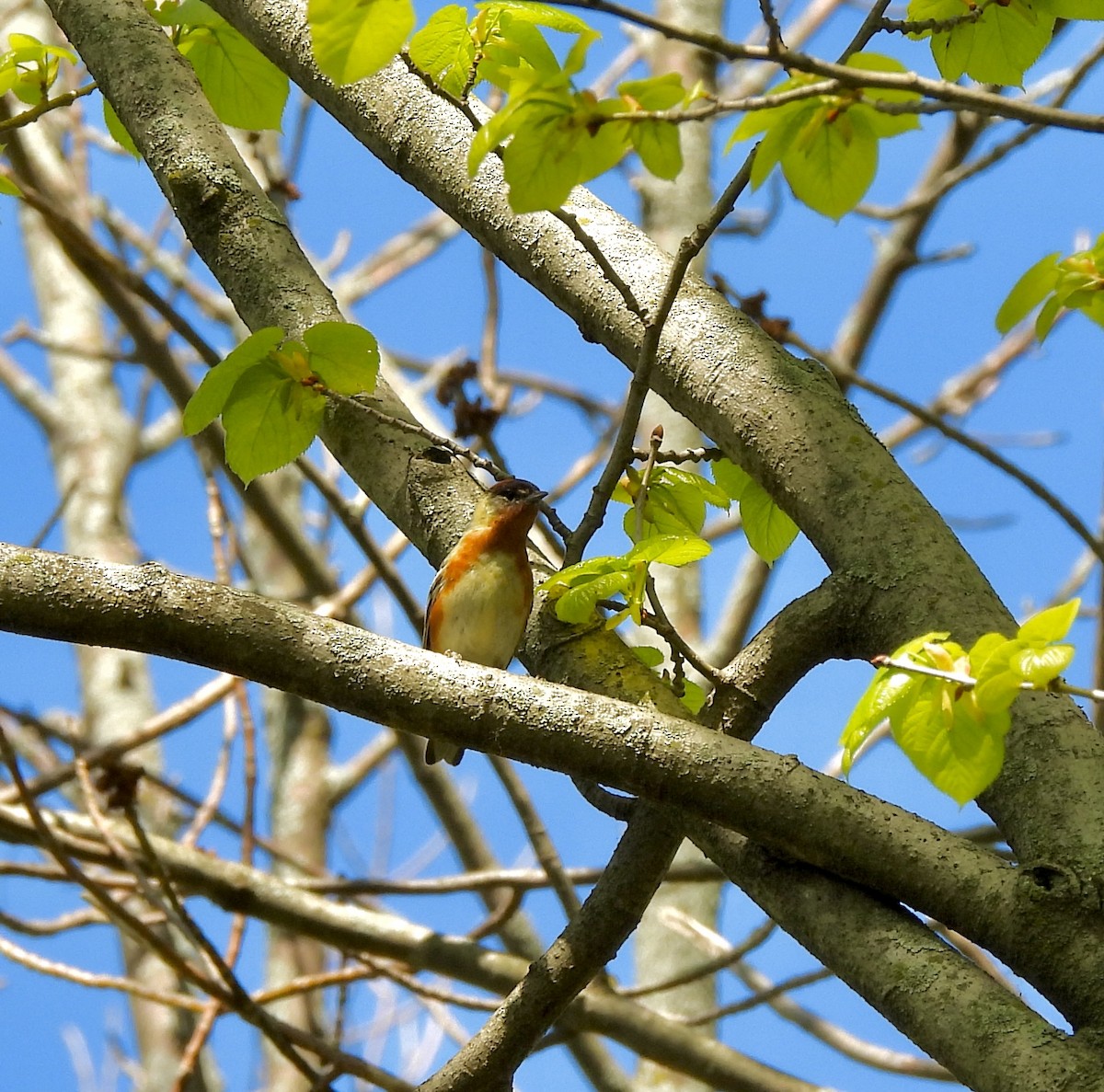 Bay-breasted Warbler - William McClellan