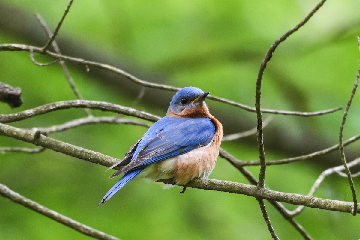 Eastern Bluebird - Beth and Dan Fedorko