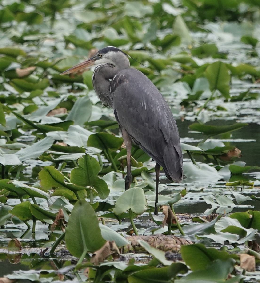 Great Blue Heron - ML619233322