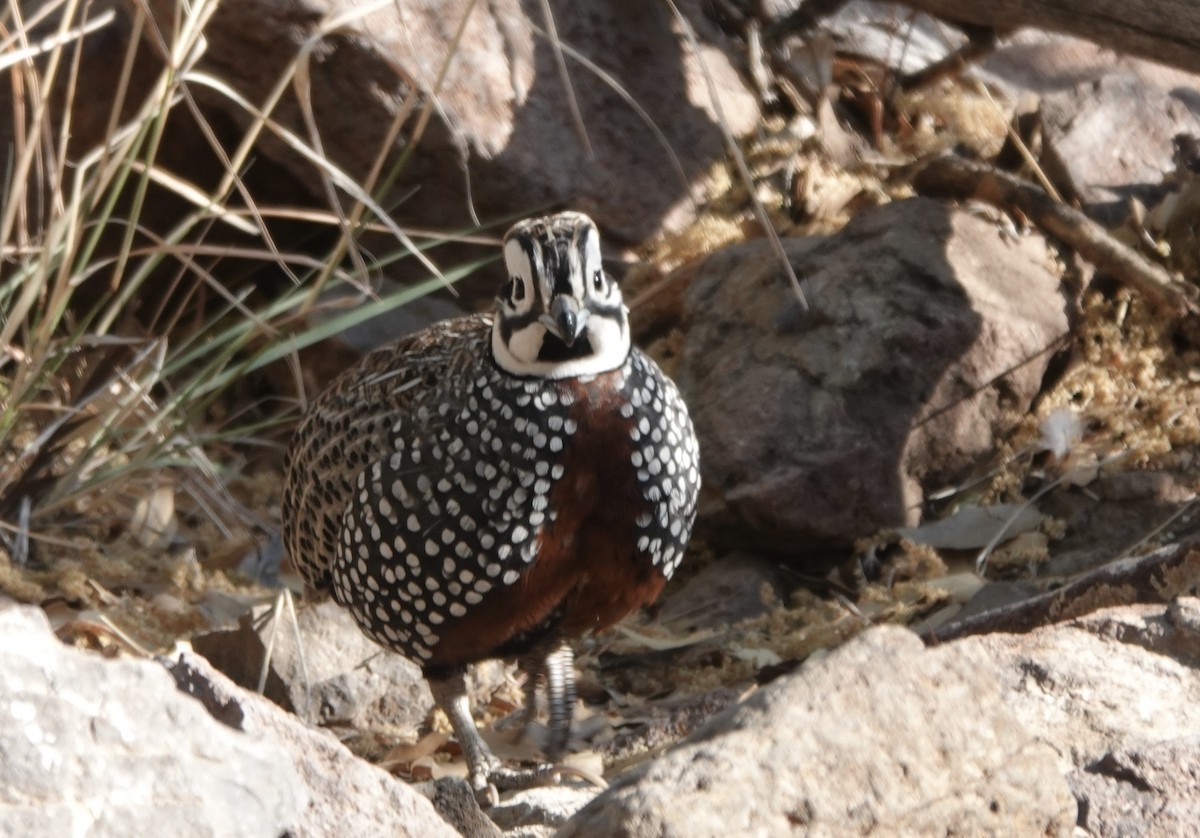 Montezuma Quail - Mary Kimberly