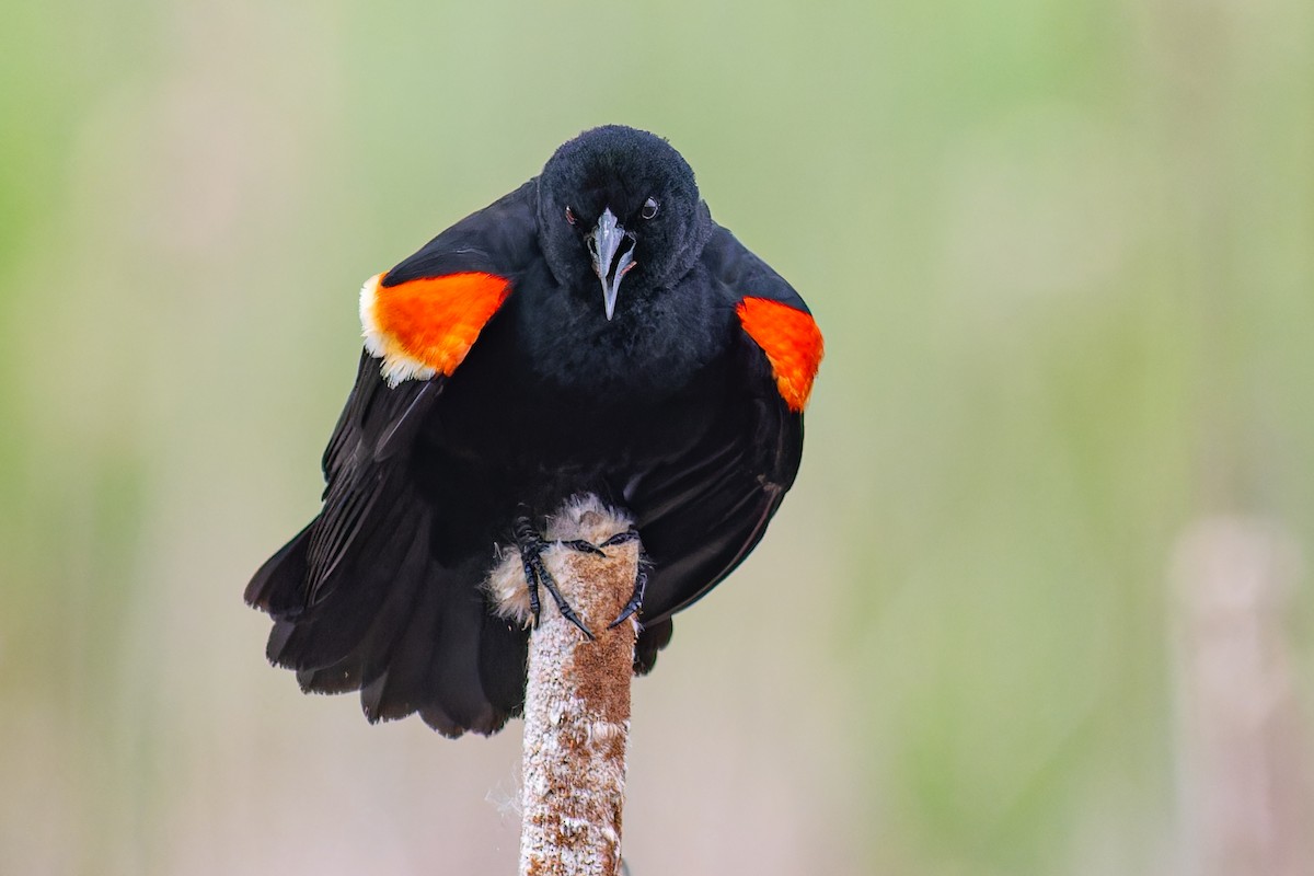 Red-winged Blackbird - Steve Juhasz