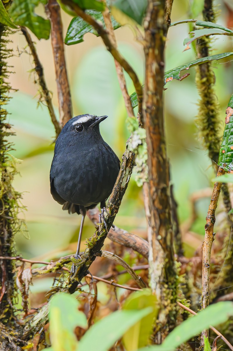 Himalayan Shortwing - Sudhir Paul