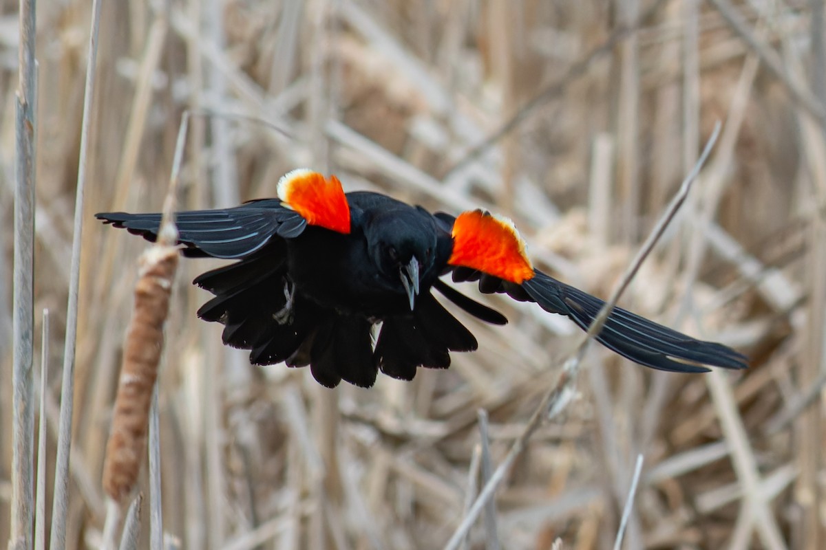 Red-winged Blackbird - Steve Juhasz