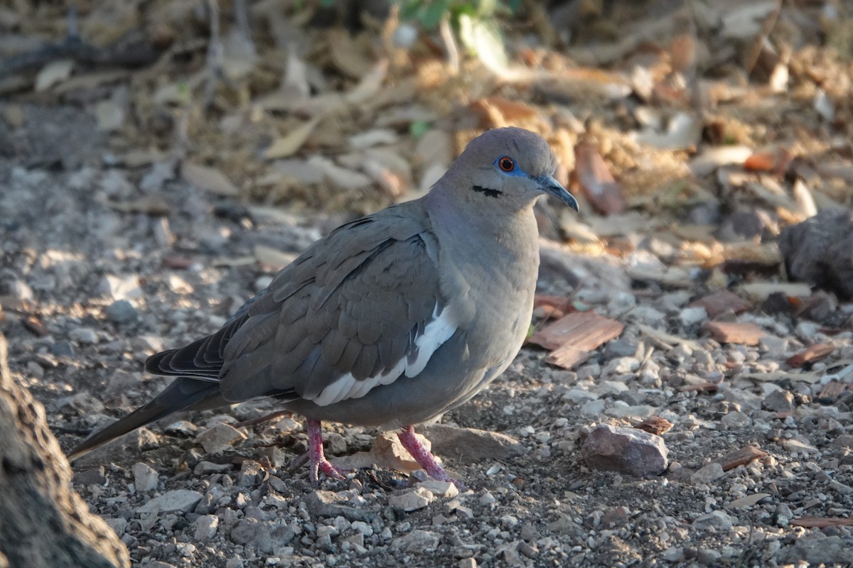 White-winged Dove - ML619233362