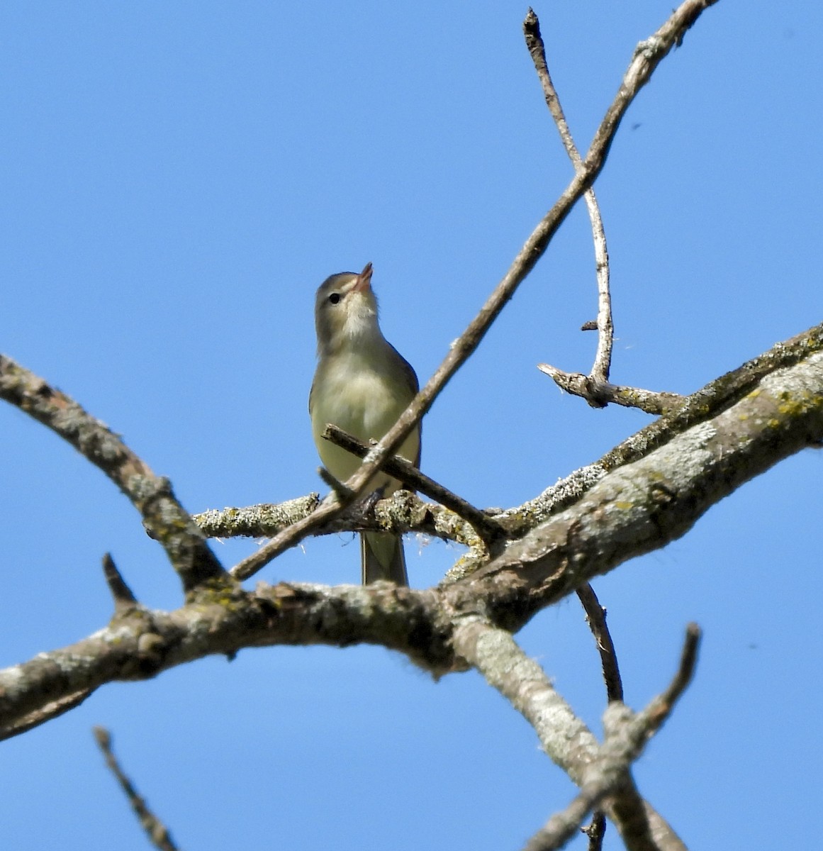 Warbling Vireo - William McClellan