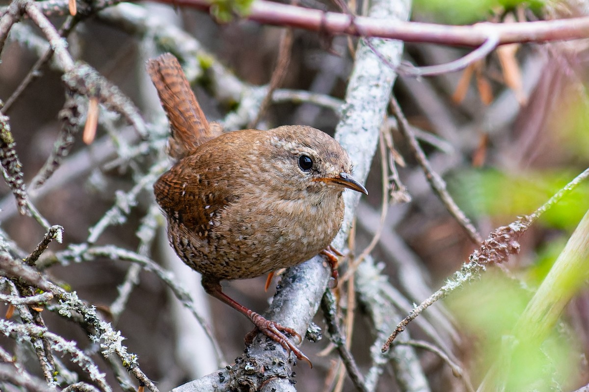 Winter Wren - Steve Juhasz