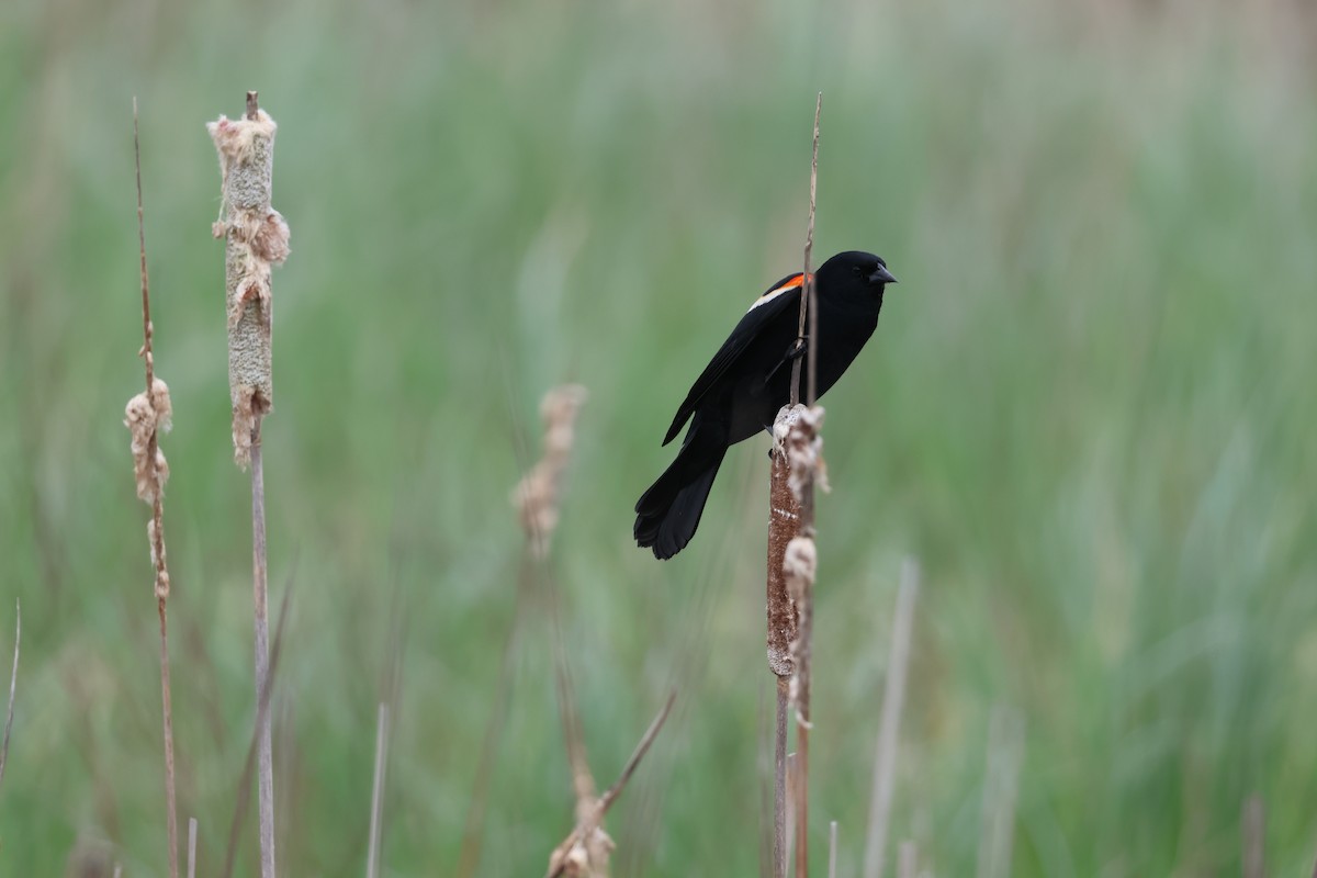 Red-winged Blackbird - Chris Van Norman