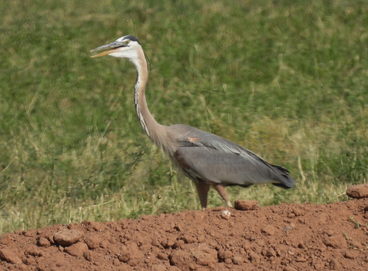 Great Blue Heron - Marc Shlossman